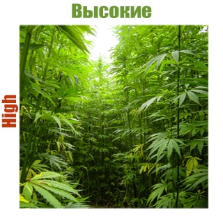Высокие сорта конопли Высокие сорта конопли