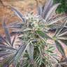 Fast Russian Purple feminised Breeders Community Seeds Fast Russian Purple feminised Breeders Community Seeds