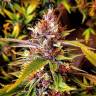 Fast Russian Purple feminised Breeders Community Seeds Fast Russian Purple feminised Breeders Community Seeds