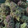 Fast Russian Purple feminised Breeders Community Seeds Fast Russian Purple feminised Breeders Community Seeds