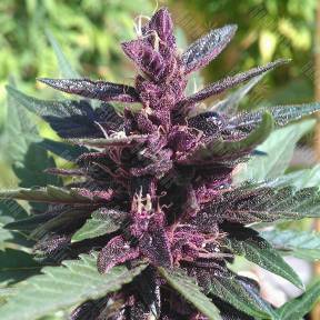 Auto Purple Kush regular Ganja Seeds