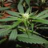 семена конопли в интернете Jacky White feminised Paradise Seeds семена конопли в интернете Jacky White feminised Paradise Seeds