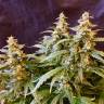 Семена конопли Auto Jack feminised GanjaLiveSeeds Семена конопли Auto Jack feminised GanjaLiveSeeds