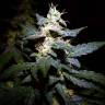 Семена марихуаны Auto Jack feminised GanjaLiveSeeds Семена марихуаны Auto Jack feminised GanjaLiveSeeds