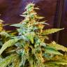 Семена конопли в России Auto Jack feminised GanjaLiveSeeds Семена конопли в России Auto Jack feminised GanjaLiveSeeds