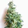 Семена конопли наложкой Auto Jack feminised GanjaLiveSeeds Семена конопли наложкой Auto Jack feminised GanjaLiveSeeds