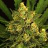 мощные семена конопли Tangerine Kush regular Exotic Seed мощные семена конопли Tangerine Kush regular Exotic Seed