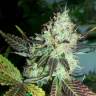 мощные семена конопли Lucid Bolt feminised Paradise Seeds