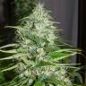 семена конопли в интернете Double White feminised Sweet Seeds семена конопли в интернете Double White feminised Sweet Seeds