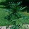 качественные семена конопли Auto Jack Herer feminised качественные семена конопли Auto Jack Herer feminised