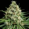 заказать почтой в России Auto Critical + 2.0 feminised заказать почтой в России Auto Critical + 2.0 feminised