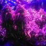 семена сортовой конопли L.A. Amnesia feminised Paradise Seeds семена сортовой конопли L.A. Amnesia feminised Paradise Seeds