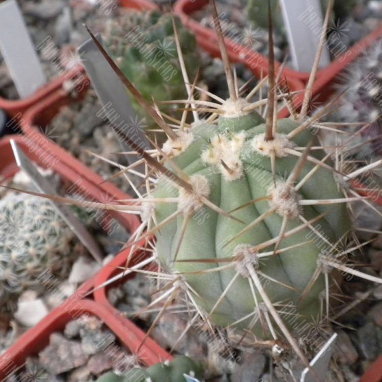 Семена кактусов Trichocereus chilensis var. panhoplites