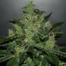 Auto Critical + feminised Dinafem Seeds Auto Critical + feminised Dinafem Seeds