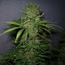 Auto Critical + feminised Dinafem Seeds Auto Critical + feminised Dinafem Seeds