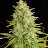 Auto Critical + feminised Dinafem Seeds Auto Critical + feminised Dinafem Seeds