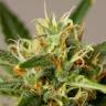 купить в России Auto Critical + feminised купить в России Auto Critical + feminised