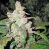 семена конопли наложенным платежом Lemon Thai Kush feminised Humboldt Seeds семена конопли наложенным платежом Lemon Thai Kush feminised Humboldt Seeds
