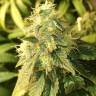 семена индийской конопли Gorilla Girl feminised Sweet Seeds семена индийской конопли Gorilla Girl feminised Sweet Seeds