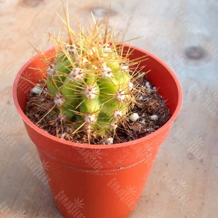 Семена кактусов Trichocereus candicans