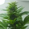 семена конопли с доставкой Auto Super Bud feminised семена конопли с доставкой Auto Super Bud feminised