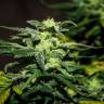 Mazar feminised Breeders Community Seeds Mazar feminised Breeders Community Seeds