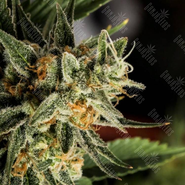 семена конопли с доставкой Crocketts Tangie regular Crockett Family Farms