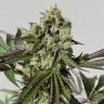 семена конопли элитных сортов Royal Cookies feminised Royal Queen
