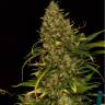 семена сортовой конопли Green Poison CBD feminised Sweet Seeds семена сортовой конопли Green Poison CBD feminised Sweet Seeds