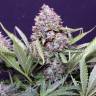 Northern Lights feminised Breeders Community Seeds Northern Lights feminised Breeders Community Seeds