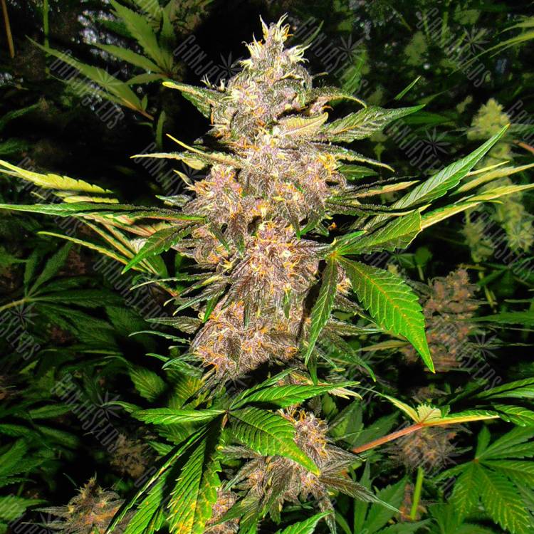 заказать качественные семена конопли Auto Red Poison regular