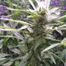 заказать качественные семена конопли Auto Lemon OG Haze feminised Nirvana Seeds заказать качественные семена конопли Auto Lemon OG Haze feminised Nirvana Seeds