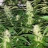 заказать на сайте семена конопли Auto Lemon OG Haze feminised Nirvana Seeds заказать на сайте семена конопли Auto Lemon OG Haze feminised Nirvana Seeds