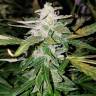 где можно заказать семена конопли Auto Lemon OG Haze feminised Nirvana Seeds где можно заказать семена конопли Auto Lemon OG Haze feminised Nirvana Seeds