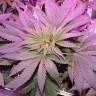 семена конопли для посадки купить New York City feminised Pyramid Seeds семена конопли для посадки купить New York City feminised Pyramid Seeds