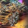 Семена конопли Think Fast feminised Ganja Seeds