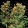 Hash Plant feminised Ganja Seeds Hash Plant feminised Ganja Seeds