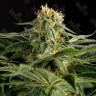 Hash Plant feminised Ganja Seeds Hash Plant feminised Ganja Seeds