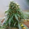Hash Plant feminised Ganja Seeds Hash Plant feminised Ganja Seeds