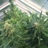 Frisian Dew feminised Dutch Passion Seeds Frisian Dew feminised Dutch Passion Seeds