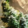 Auto Haze 2.0 feminised Dinafem Seeds Auto Haze 2.0 feminised Dinafem Seeds