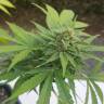 купить в России Auto Haze 2.0 feminised купить в России Auto Haze 2.0 feminised