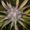 семена конопли Россия Auto C4 feminised Fast Buds семена конопли Россия Auto C4 feminised Fast Buds