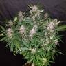 заказ семян конопли Спб Auto C4 feminised Fast Buds заказ семян конопли Спб Auto C4 feminised Fast Buds