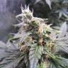 заказ семян конопли Москва Auto Northern Lights feminised Nirvana Seeds заказ семян конопли Москва Auto Northern Lights feminised Nirvana Seeds