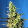 семена конопли Россия Ice Cool CBD feminised Sweet Seeds семена конопли Россия Ice Cool CBD feminised Sweet Seeds