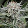 заказать семена конопли с доставкой курьером Widow Remedy feminised заказать семена конопли с доставкой курьером Widow Remedy feminised