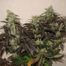 мощные семена конопли Auto Lavender feminised