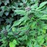 Frisian Duck feminised Dutch Passion Seeds Frisian Duck feminised Dutch Passion Seeds