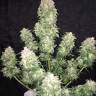 заказать в России Auto Haze XXL feminised  заказать в России Auto Haze XXL feminised